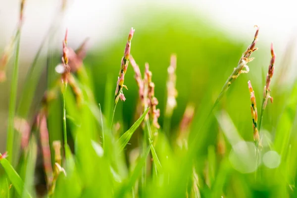 Blur Grass Flowers Picture Take Morning Garden — Stock Photo, Image