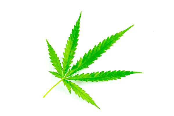 Marihuana Blatt Isoliert Auf Weiß — Stockfoto