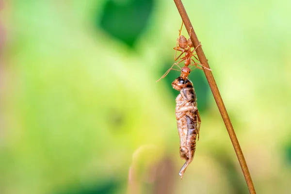 Hormiga Roja Acción Que Ayuda Para Comida Árbol Grande Rama — Foto de Stock