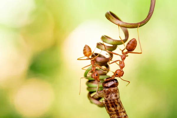 Red Ant Action Helping Food Branch Big Tree Garden Green — Zdjęcie stockowe