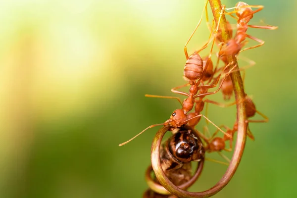 red ant, action helping for food on the branch big tree, in garden among green leaves blur background, selective eye focus and black backgound, macro