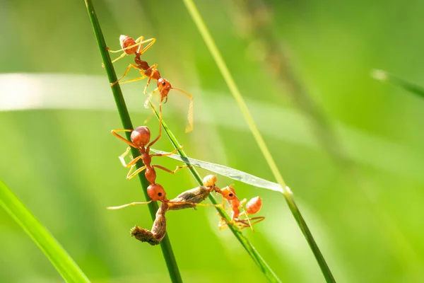 Red Ant Action Helping Food Branch Big Tree Garden Green — Stockfoto