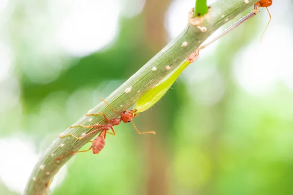 Red Ant Action Helping Food Branch Big Tree Garden Green — Stockfoto