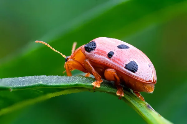 Podontia Affinis Indochinensis Chrysomelidae Lady Bug Branch Tree Green Leaves — Stock Photo, Image