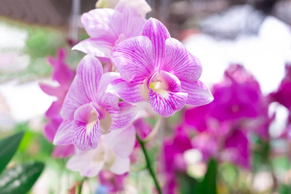 Квітка Орхідей Саду Взимку Або Навесні Квітка Орхідей Краси Листівок — стокове фото