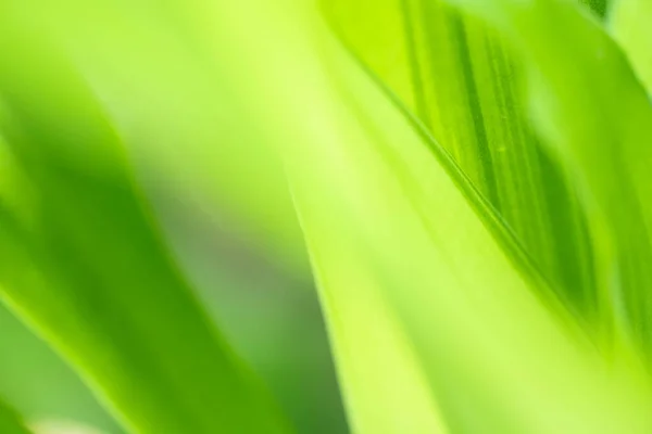 Nature View Green Leaf Blurred Greenery Background Garden Copy Space — Stock Photo, Image