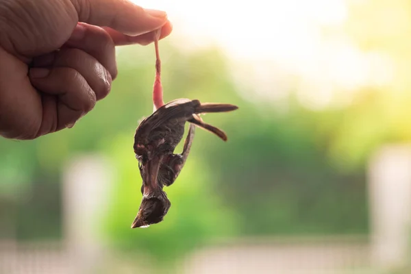 Mano Che Raccoglie Uccello Morto Dalla Caduta Uccello Assetato — Foto Stock