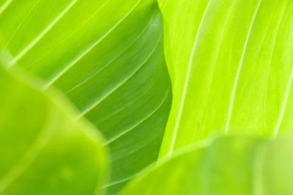Nature View Green Leaf Blurred Greenery Background Garden Copy Space — Stock Photo, Image
