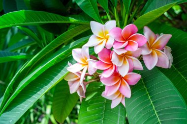 Jampha (Plumeria) is a group of plants in the genus Plumeria, in full bloom in garden, around green leaf soft blur for background, selective focus point, macro