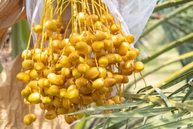 Yakın plan Barhi, organik meyve bahçesindeki kümeler üzerinde hurma sarısı meyveleri (Phoenix Dactylifera) topluyor