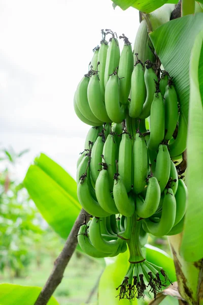 Сырой Банан Банановом Дереве Ферме Среди Зеленых Листьев Размытый Фон — стоковое фото
