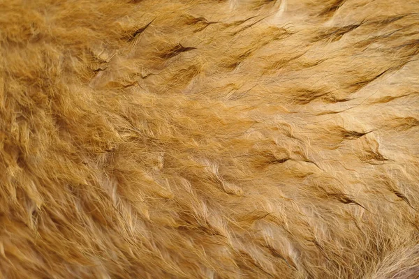 natural gold hair of an animal in the background close-up, wet dog hair