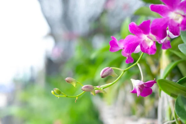 Orchid flower in orchid garden at winter or spring day. Orchid flower for postcard beauty and agriculture design. Beautiful orchid flower in garden, in full bloom in farm, on green nature blur backgro