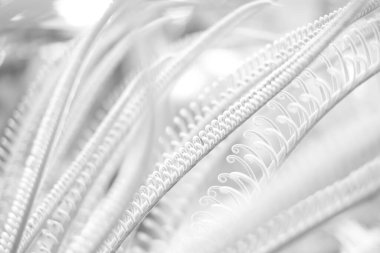 Arka plan için taze siklet bitkisinin siyah ve beyaz yaprakları, yeni sikad dalları, doğal kıvrım yaprakları makro