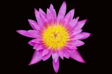 siyah arkaplanda izole edilmiş mor veya pembe nilüfer.