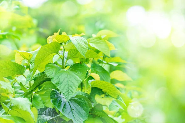 Fresh Mulberry Tree Leaves Mulberry Garden Green Nature Blur Background — Stock Photo, Image