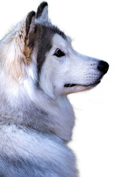 Portret Wesołych Emocji Husky Dog Syberyjski Husky Szaro Biały Kolor — Zdjęcie stockowe
