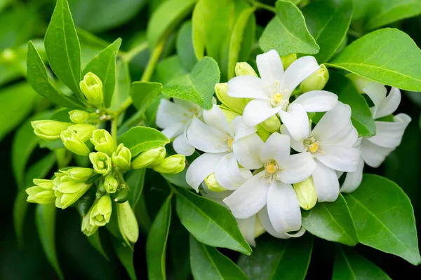 Fleur Blanche Andaman Satinwood Chanèse Box Tree Ecorce Cosmétique Jasmin — Photo
