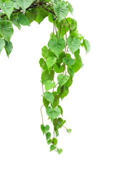 Twisted jungle vines liana plant Cowslip creeper vine (Telosma cordata) with heart shaped green leaves  isolated on white background, clipping path included clipart