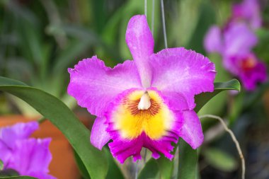 Orkide bahçesindeki Cattleya Orkide çiçeği kışın ya da ilkbahar günü. Kartpostal güzelliği ve tarım tasarımı için orkide çiçeği. Bahçedeki güzel orkide çiçeği, çiftlikte tam çiçek, kırpma yolu.