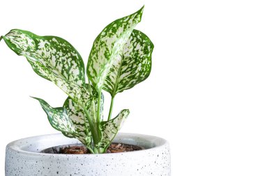 Aglaonema yaprakları, Bahar Karlı Çin Evergreen, egzotik tropikal yaprak, kesme yolu ile beyaz arka planda izole