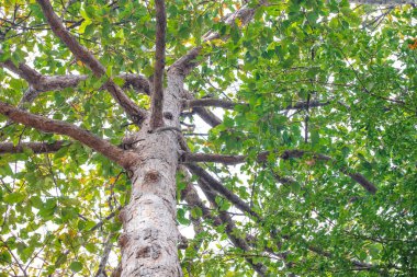 Yağmur mevsiminde büyük dallar ve yemyeşil yapraklar. Alt köşeden çekilmiş.