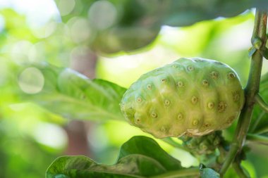 Dala asılı taze yeşil Noni meyvesi. Noni ağacı bahçesi ve sağlıklı gıda konsepti arka plandaki yapraklar, makro, organik meyveler.