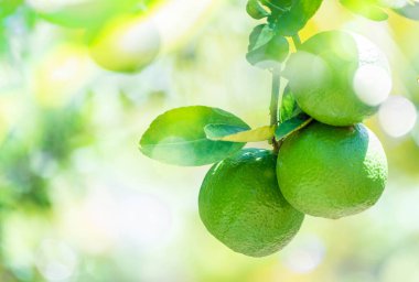 Dala asılı taze yeşil limon meyvesi. limon ağacı bahçesi ve sağlıklı gıda konsepti, bir grup limon, makro