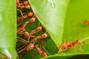 red ant, ant action team work for build a nest,ant on green leaf in garden among green leaves blur background, selective eye focus and black backgound, macro