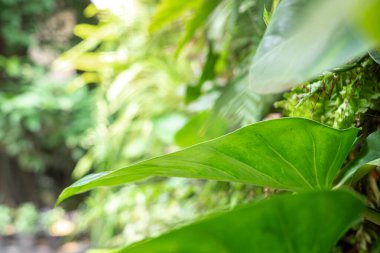 Bahçedeki büyük Epipremnum aureum yaprağı, yeşil doğa arka planı, seçici odak noktası, makro
