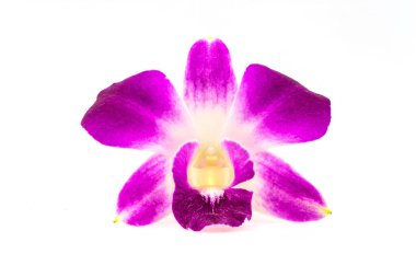 Pembe orkide beyaz arkaplanda izole edildi