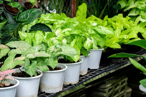 stock image Small bright green ornamental plant in a white pot, placed on a shelf in a home and garden plant shop.