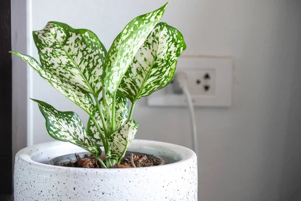 Aglaonema foliage in pot at home, Spring Snow Chinese Evergreen, Exotic tropical leaf, Chinese Evergreen background