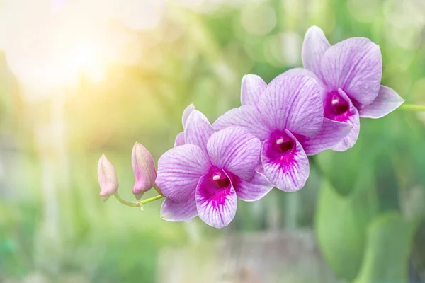 Orchid flower in orchid garden at winter or spring day. Orchid flower for postcard beauty and agriculture design. Beautiful orchid flower in garden, in full bloom in farm, on nature blur background