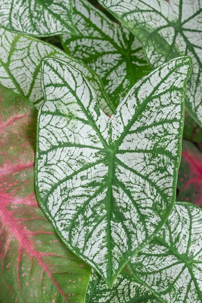 Aglaonema foliage, Spring Snow Chinese Evergreen, Exotic tropical leaf, Chinese Evergreen background