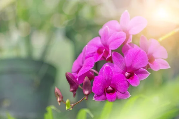 Orchid flower in orchid garden at winter or spring day. Orchid flower for postcard beauty and agriculture design. Beautiful orchid flower in garden, in full bloom in farm, on nature blur background