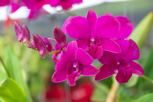 stock image Orchid flower in orchid garden at winter or spring day. Orchid flower for postcard beauty and agriculture design. Beautiful orchid flower in garden, in full bloom in farm, on nature blur background