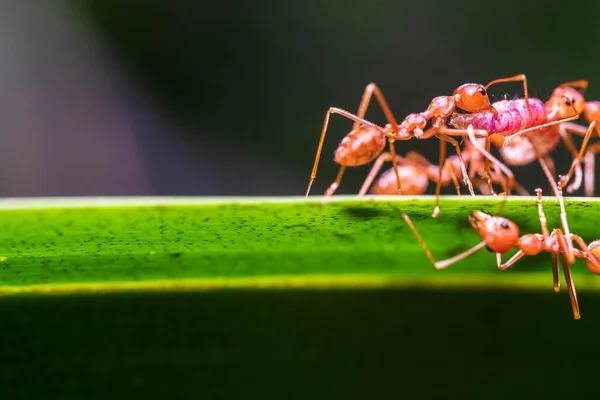 Red Ant Action Helping Food Branch Big Tree Garden Green — Stock Photo, Image