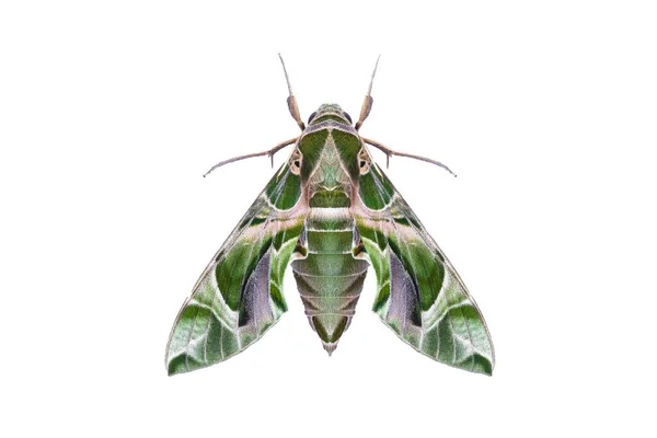 クリッピングパス 夜の昆虫 夜の蝶と白の背景に隔離されたOleander Hawkmos Daphnis Nerii — ストック写真