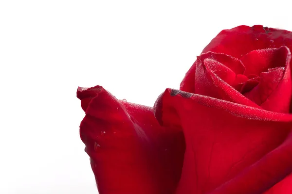 红色玫瑰在白色背景下被隔离 剪开了路径 — 图库照片