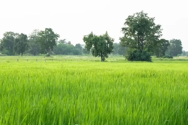 Зеленые Рисовые Поля Зеленый Рис Утренней Концепции Фона — стоковое фото