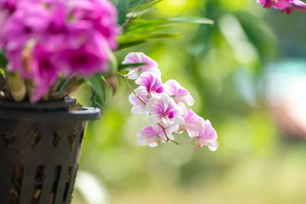 stock image Orchid flower in orchid garden at winter or spring day. Orchid flower for postcard beauty and agriculture design. Beautiful orchid flower in garden,  on green nature blur background