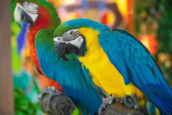 Blue Yellow Parrot Perched Branch Midst City Lights Beautiful Wildlife — Stock Photo, Image