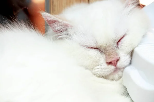 Clean White Cat Sleeping Peacefully Happy Cat Cut Animal — Stock Photo, Image
