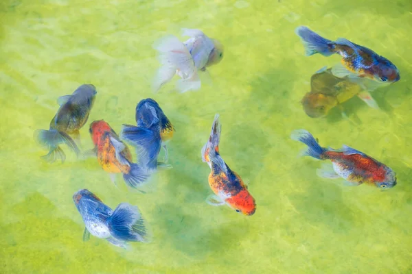 Рюкюкіни Вишукані Золоті Риби Плавають Рибній Фермі Серед Численних Різнокольорових — стокове фото