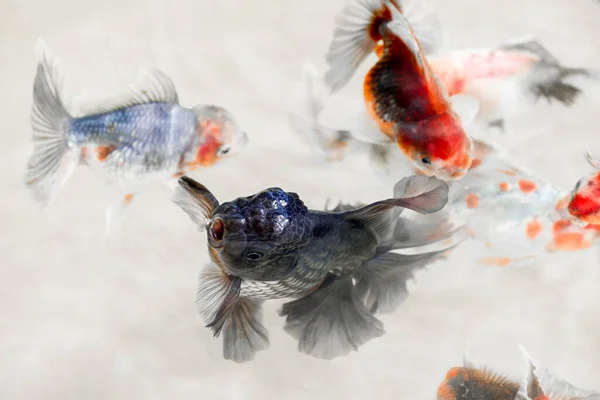 Чорні Золоті Риби Відкривають Роти Поверхні Щоб Дихати Серед Багатьох — стокове фото