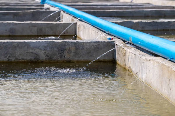 Sistema Agua Estanques Cemento Para Cría Peces Ornamentales — Foto de Stock