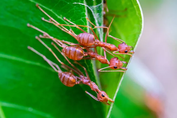 Red Ant Ant Action Team Work Build Nest Ant Green — Stock Photo, Image