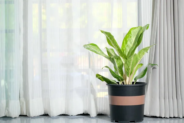 绿色空气净化植物 绿色琼脂 黑色盆栽植物 靠窗的房间 白色窗帘 自然光窗 — 图库照片