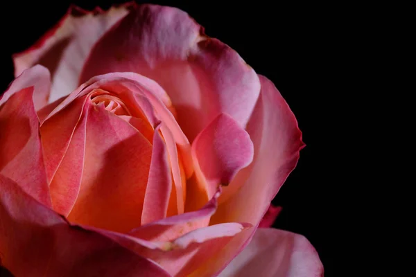 美丽的红玫瑰 黑色背景 玫瑰花瓣 深色摄影 玫瑰花蕾 — 图库照片